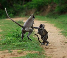 Monkey fight Yala National Park