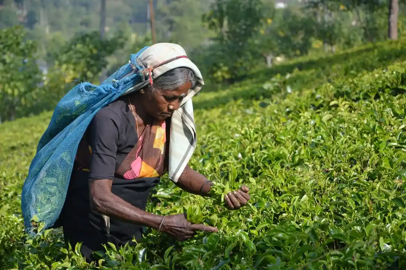 Nuwara Eliya image 1