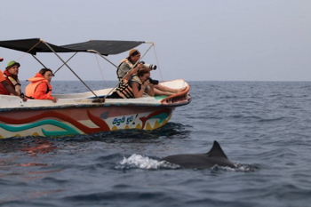 dolphine-watching